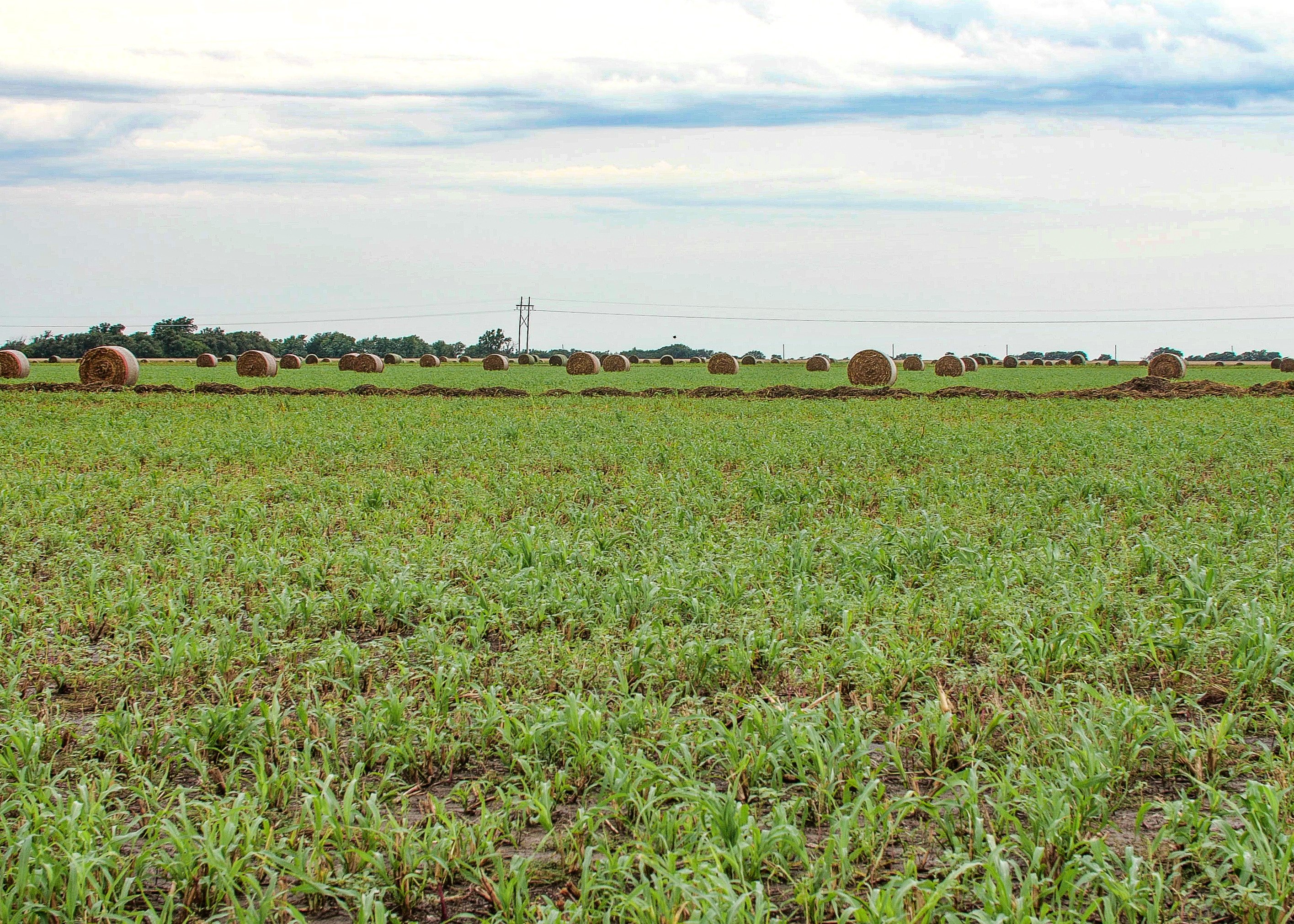 OK cover crop field