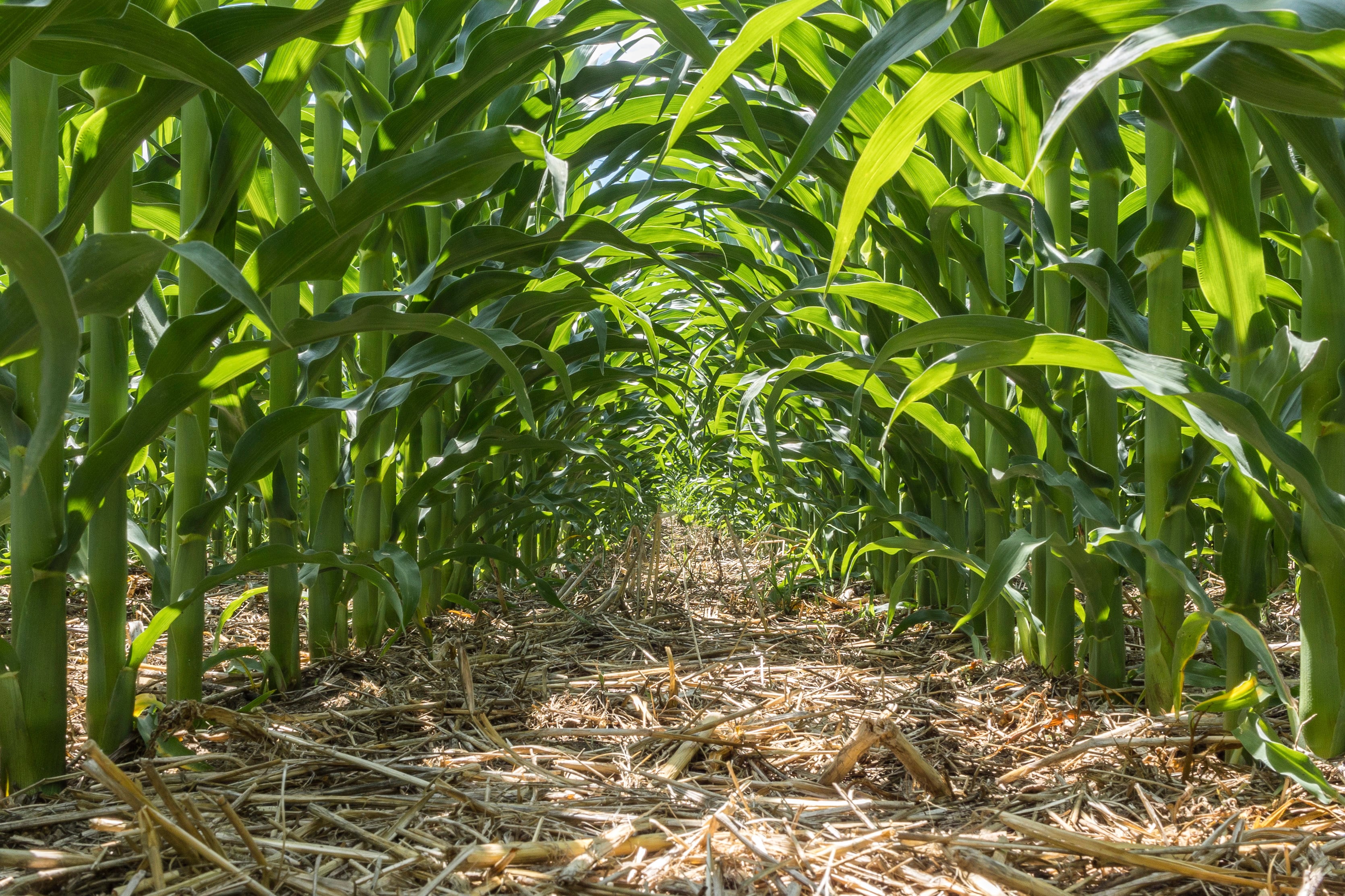 Regenerative Agriculture