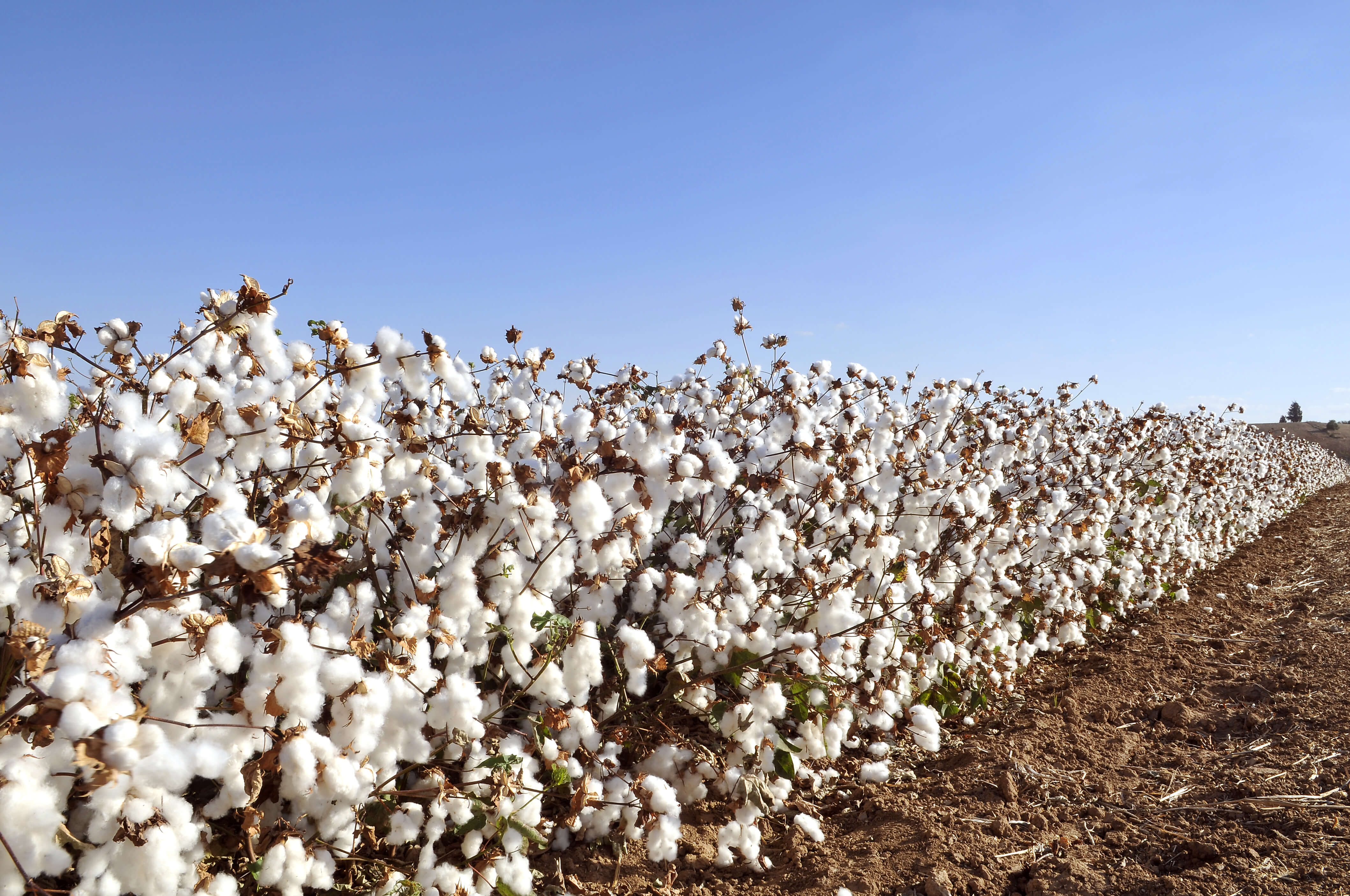 Cotton field_medium distance-1