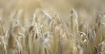 Fresh crops at sunrise on a summers morning-1