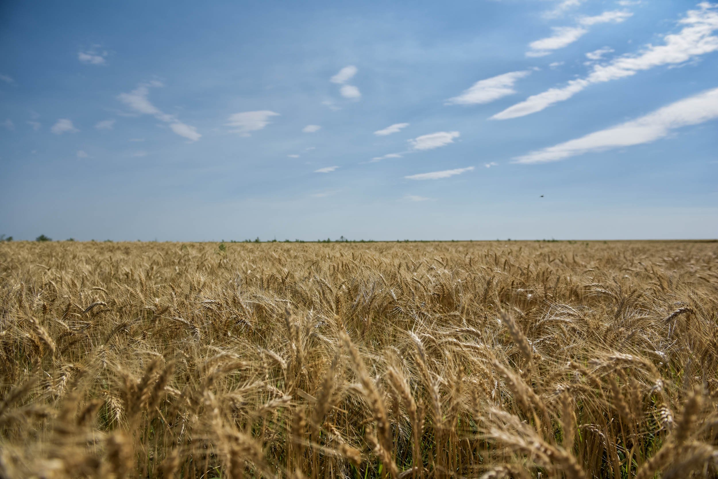 Indigo Agriculture _ Plant Microbiome Technology 0023