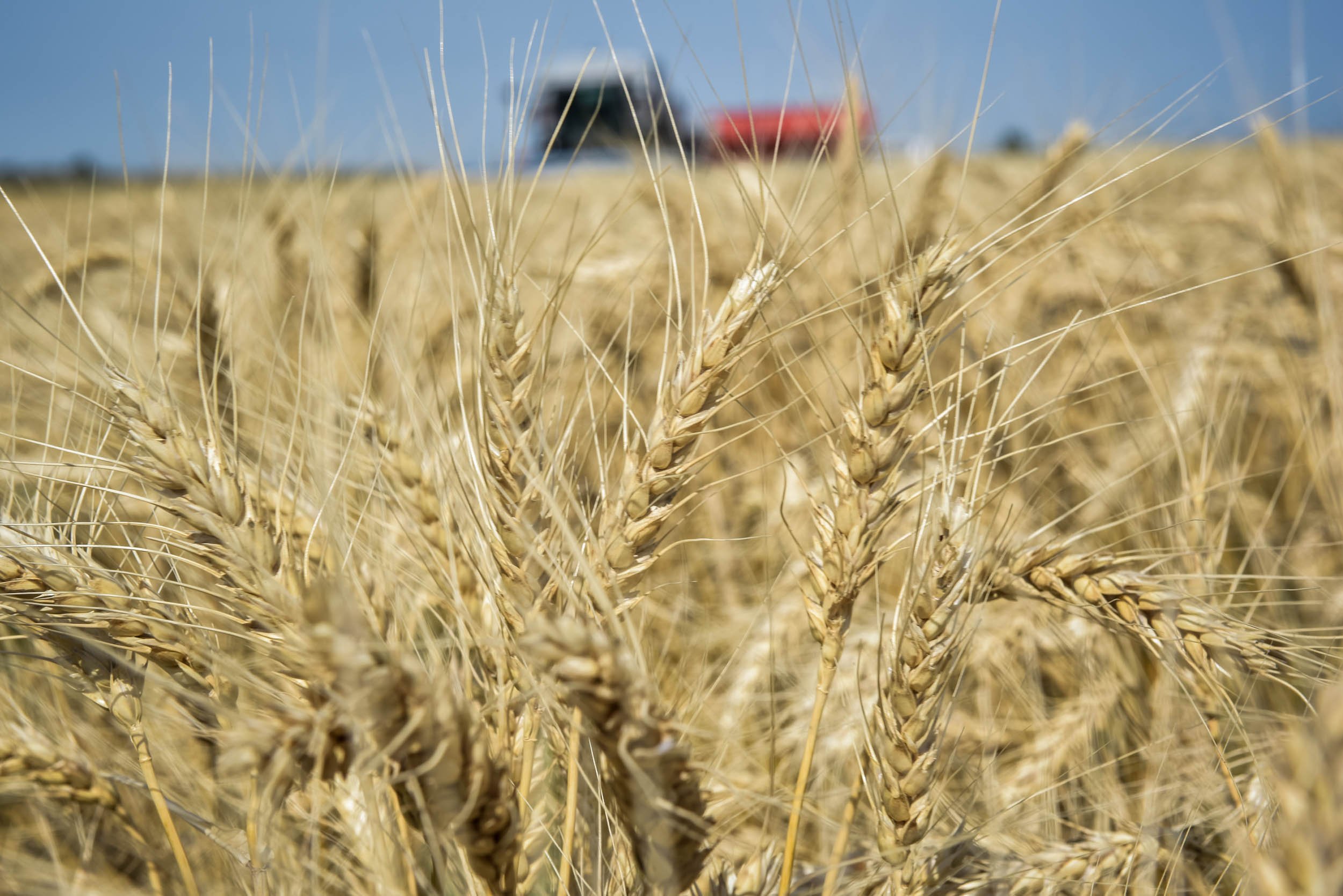 Indigo Agriculture _ Plant Microbiome Technology 0037