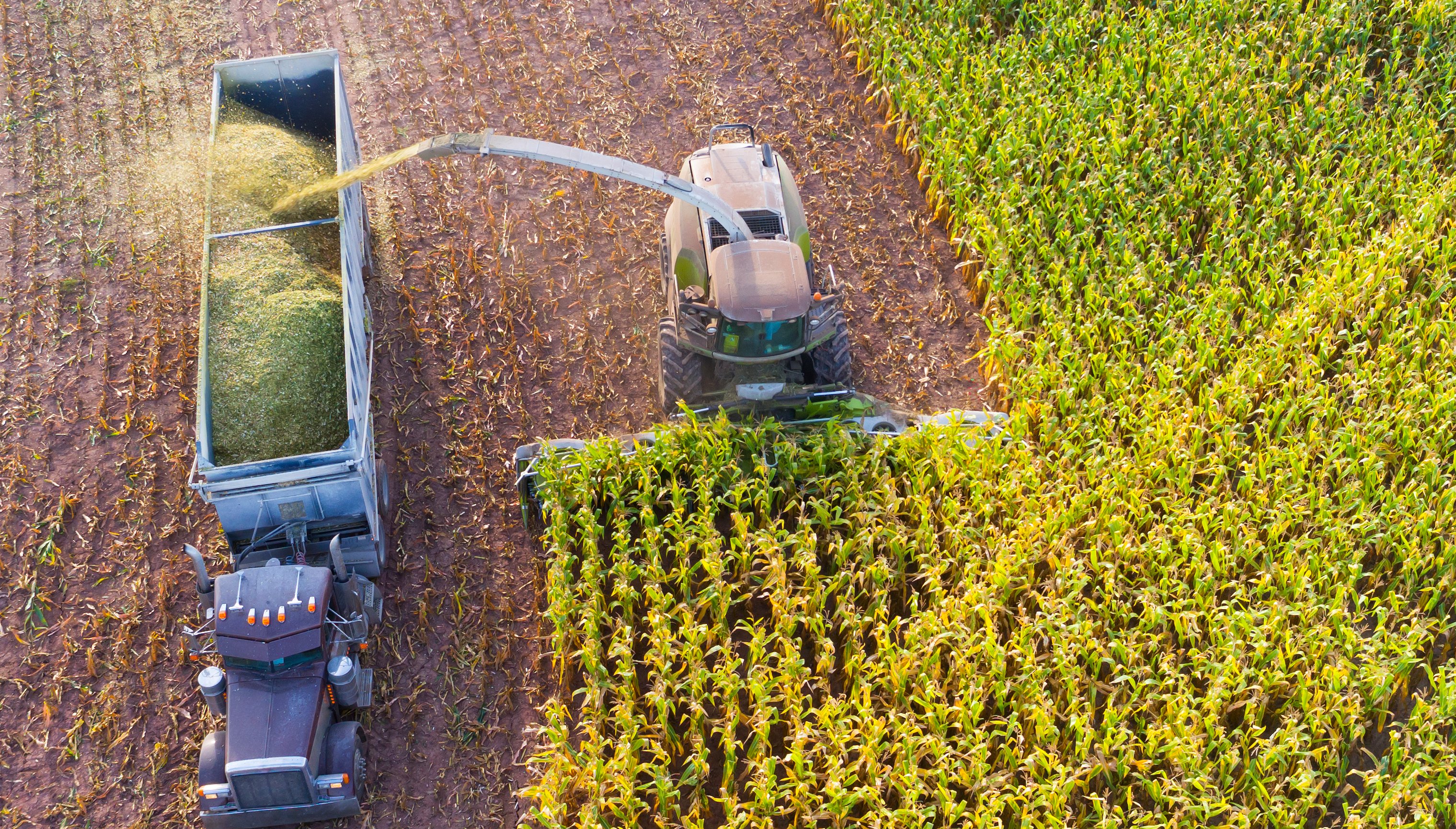 Indigo photo 3 copy-1