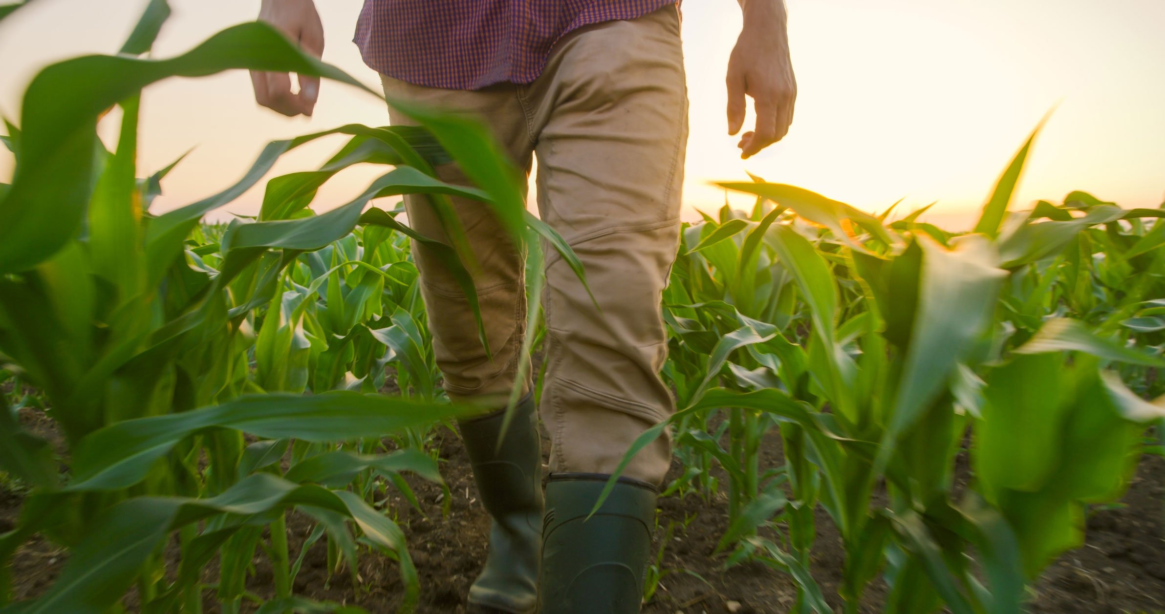 Farmer walks through healthy field at sunset