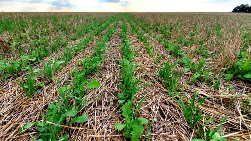 Unlocking Soil Carbon as a Climate Solution