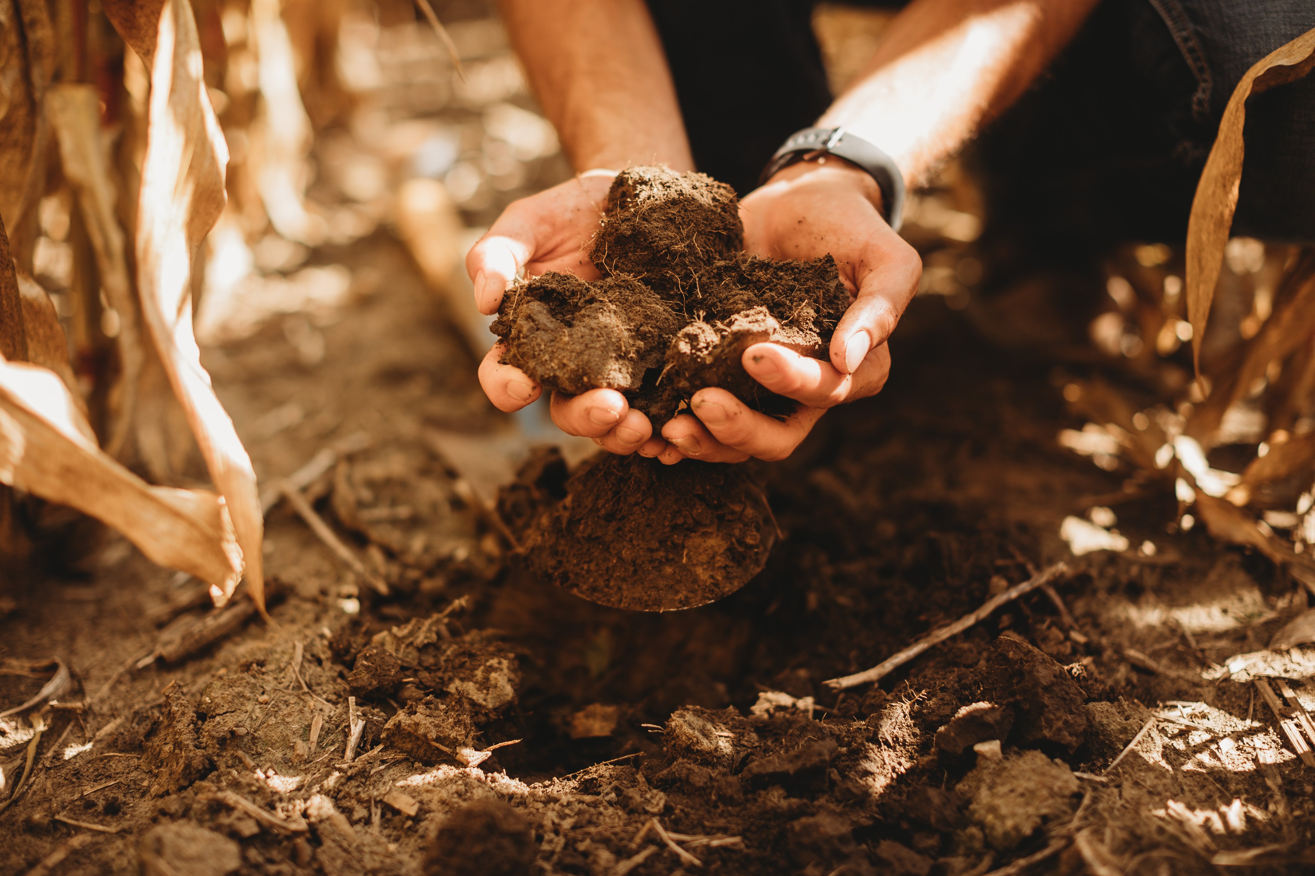 Indigo to Sell 2.85 Million Tonnes of Carbon Removal to Microsoft