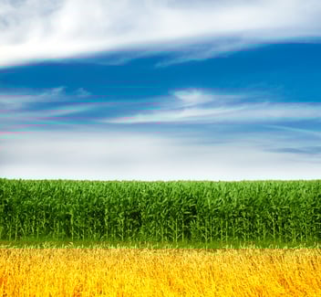 Blue sky's and corn field