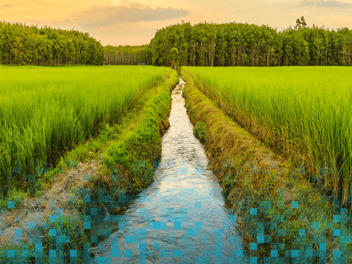 stream through field